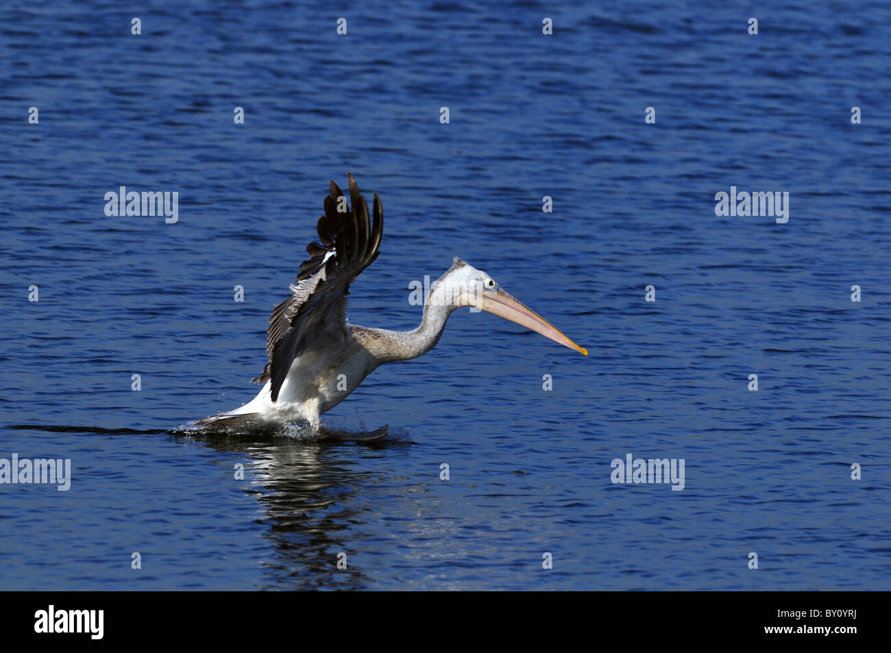 Un bel Pellicano grigio in azione in un stagno locale Foto Stock