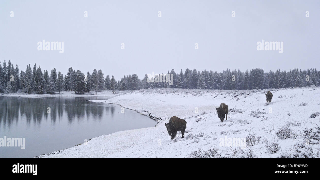 Bisonti americani che viaggia lungo un lakeshore invernale nel Parco Nazionale di Yellowstone. Foto Stock