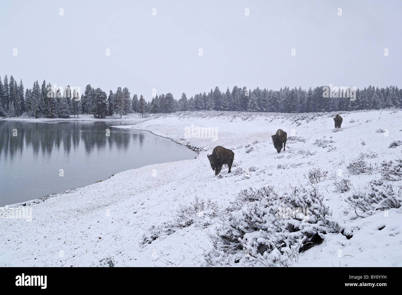 Bisonti americani che viaggia lungo un lakeshore invernale nel Parco Nazionale di Yellowstone. Foto Stock