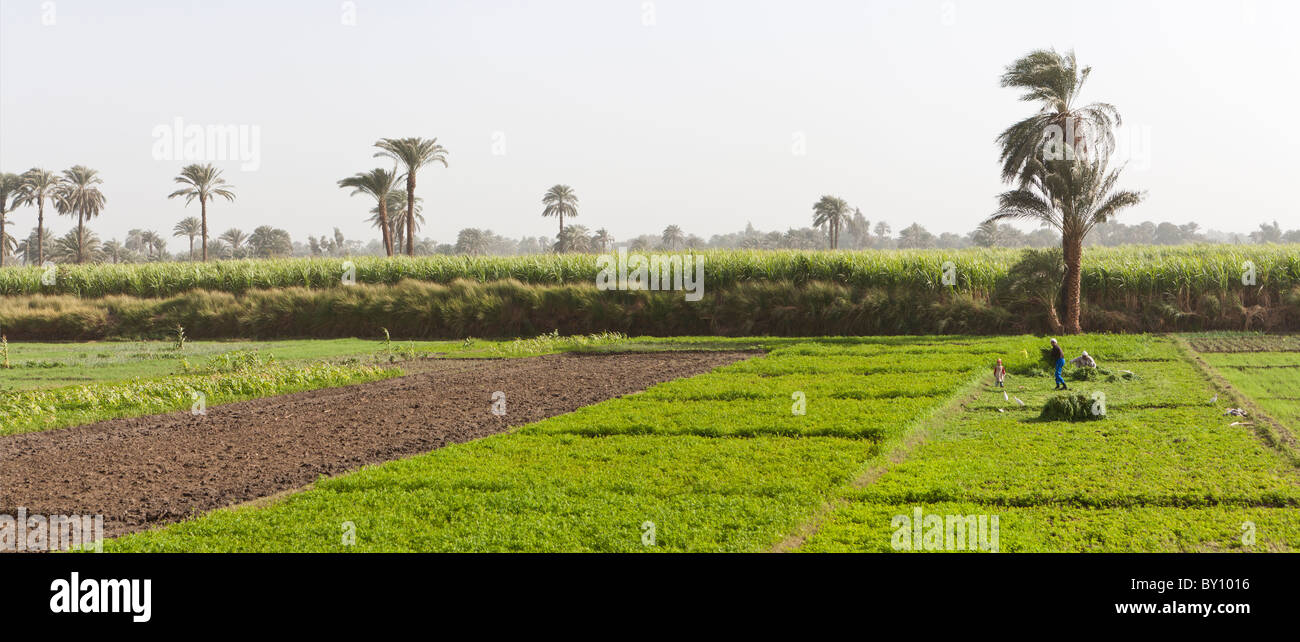 Panoramica dei terreni agricoli guardando la canna da zucchero prodotto nella valle del Nilo, Medio Egitto. Foto Stock