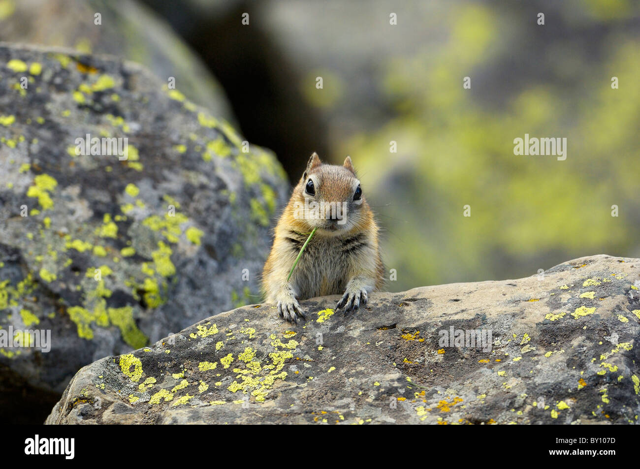 Golden-mantled Scoiattolo di terra Foto Stock