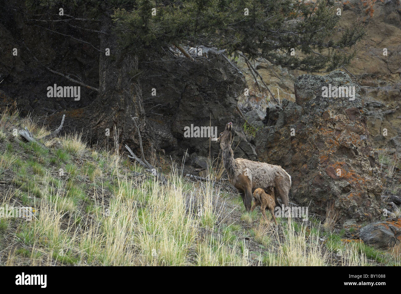 Madre Elk allattava il neonato sul pendio di montagna. Foto Stock