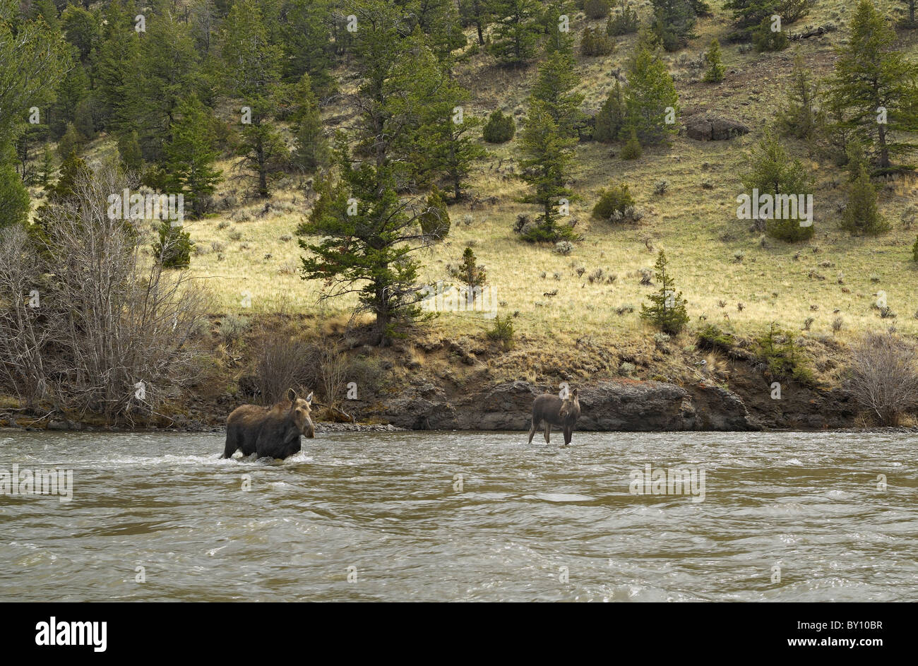 Alci la madre e il Bambino che attraversa il fiume Shoshone. Foto Stock