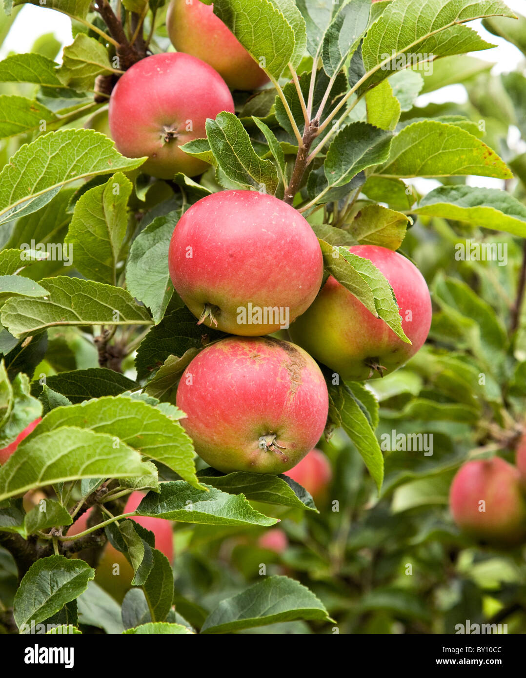 Mele mature in un frutteto in inglese Foto Stock