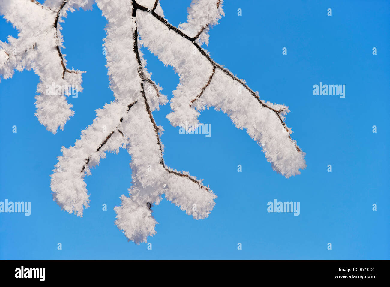 Coperta di neve ramoscelli e cielo blu. Foto Stock