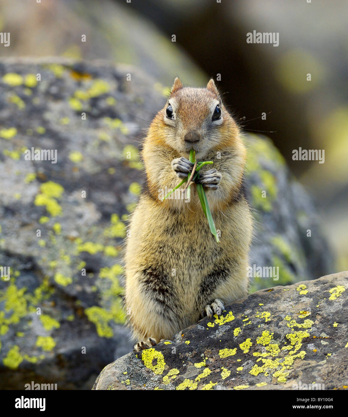 Golden-mantled Massa alimentazione scoiattolo sul boulder. Foto Stock