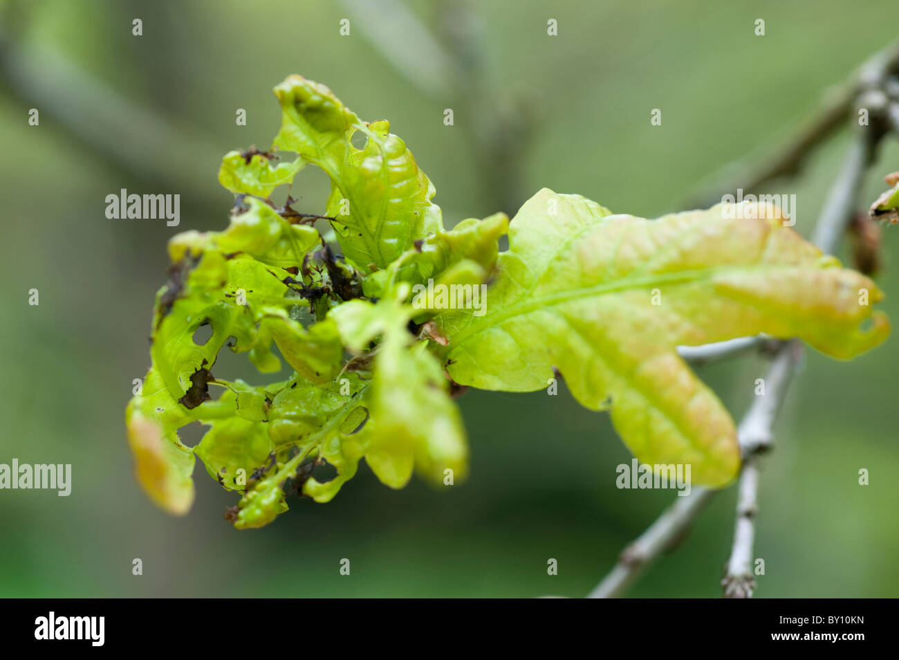 Rovere malato foglie di albero Foto Stock