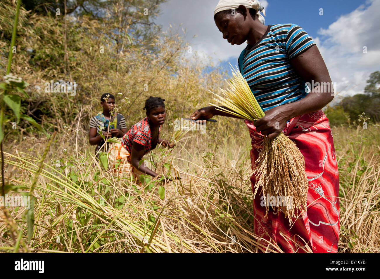 MECEBURI riserva forestale, nei pressi di Nampula, Mozambico, Maggio 2010: Le donne il raccolto dei loro raccolto di riso. Foto di Mike Goldwater Foto Stock