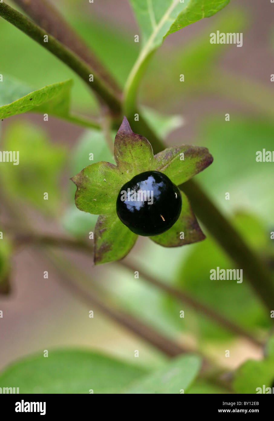 La mortale Nightshade Berry, atropa belladonna, solanacee. In Europa, in Nord Africa e Asia occidentale. Foto Stock