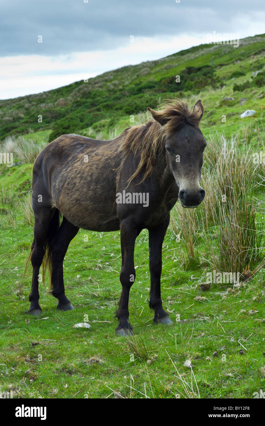 Pony Connemara sul versante collinare, Connemara, nella contea di Galway, Irlanda Foto Stock