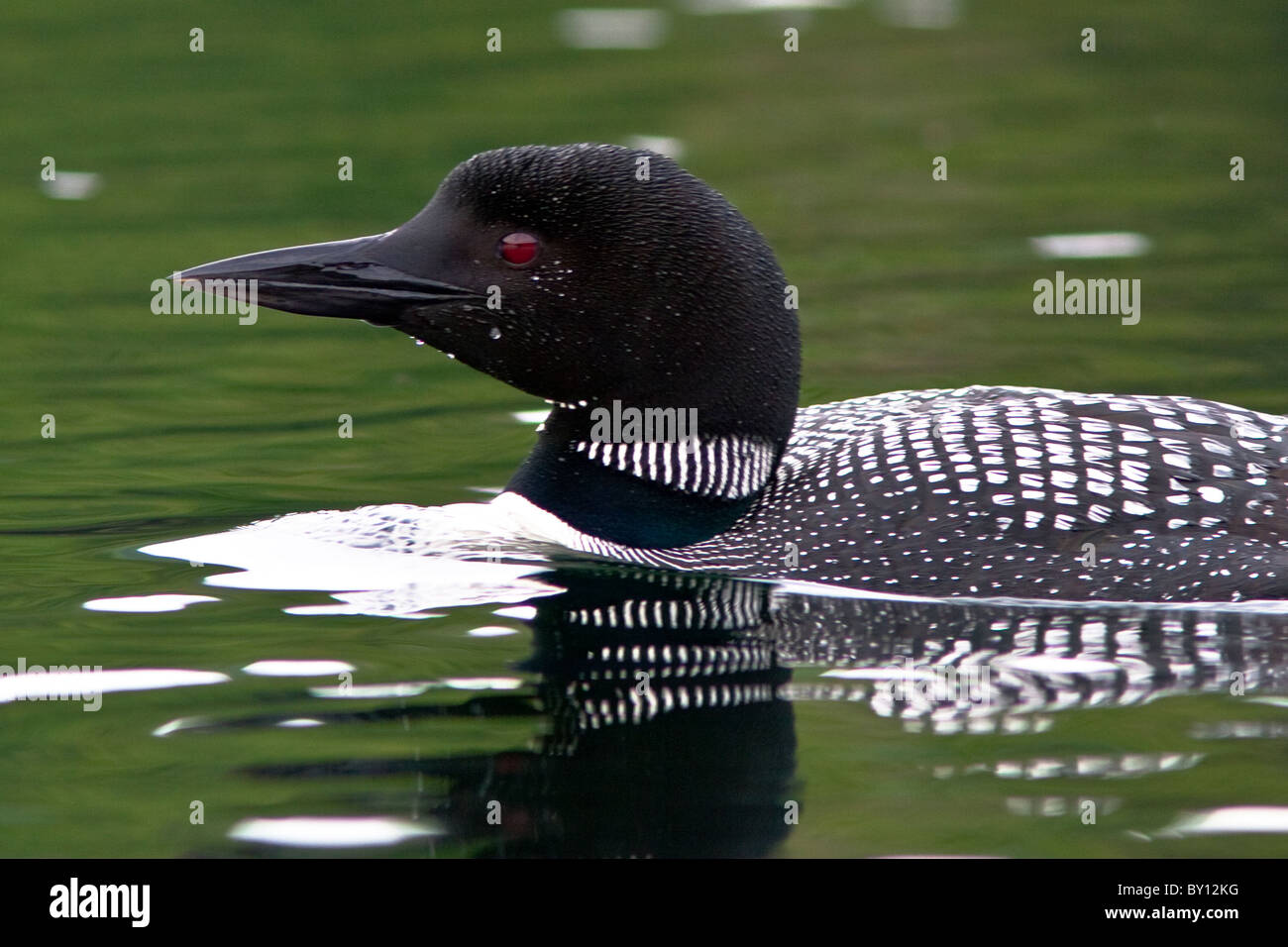 Loon comune di nuoto in Willard stagno, New Hampshire Foto Stock