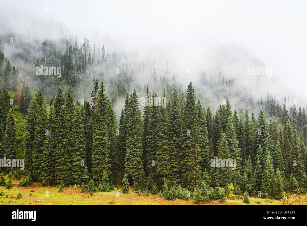 La nebbia della foresta sempreverde nelle Montagne Rocciose Canadesi. Parco Nazionale di Yoho, British Columbia, Canada. Foto Stock