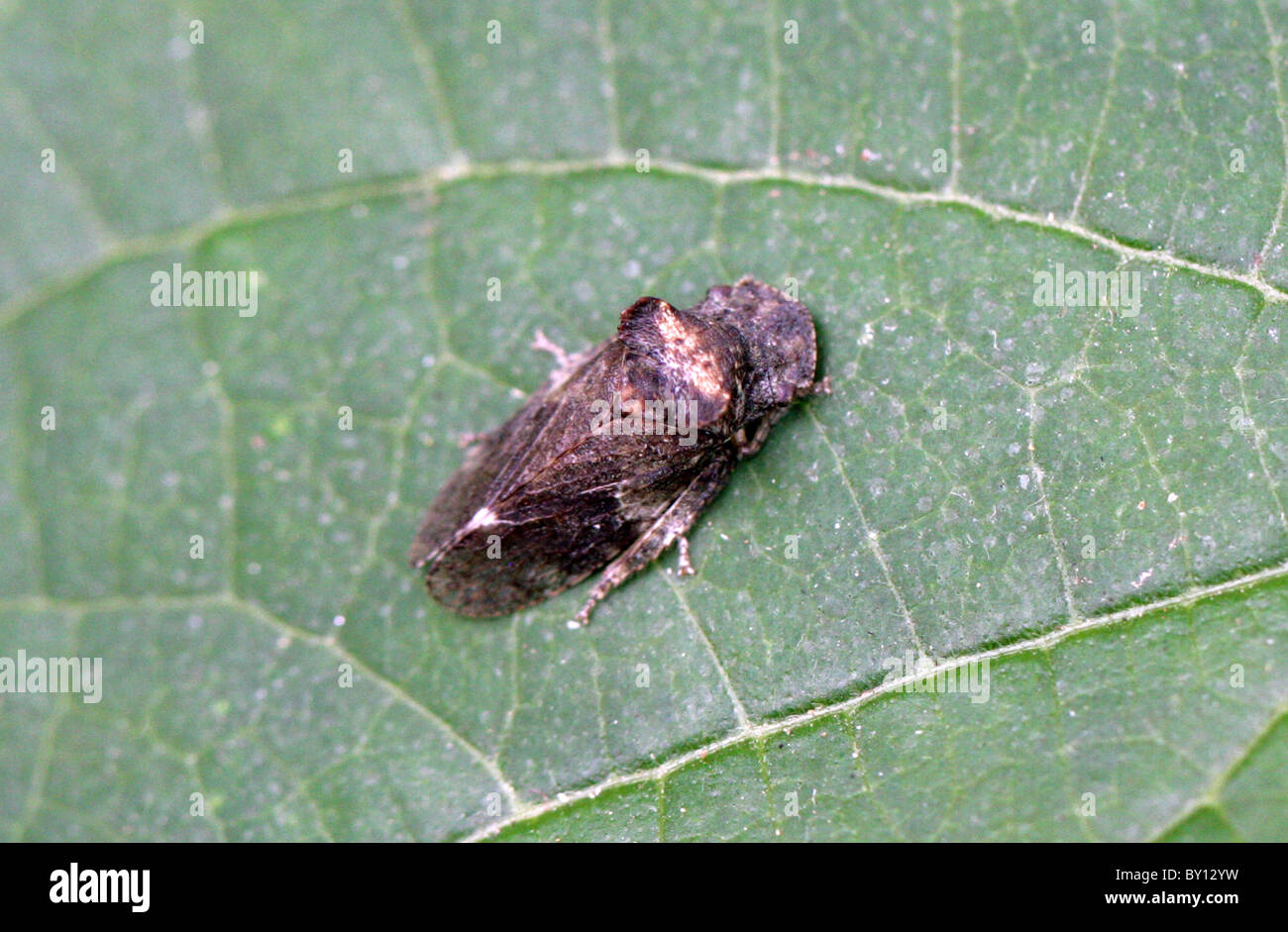 Accoppiamento Froghoppers comune, Philaenus spumarius, Cercopidae, Cercopoidea, Hemiptera. Foto Stock