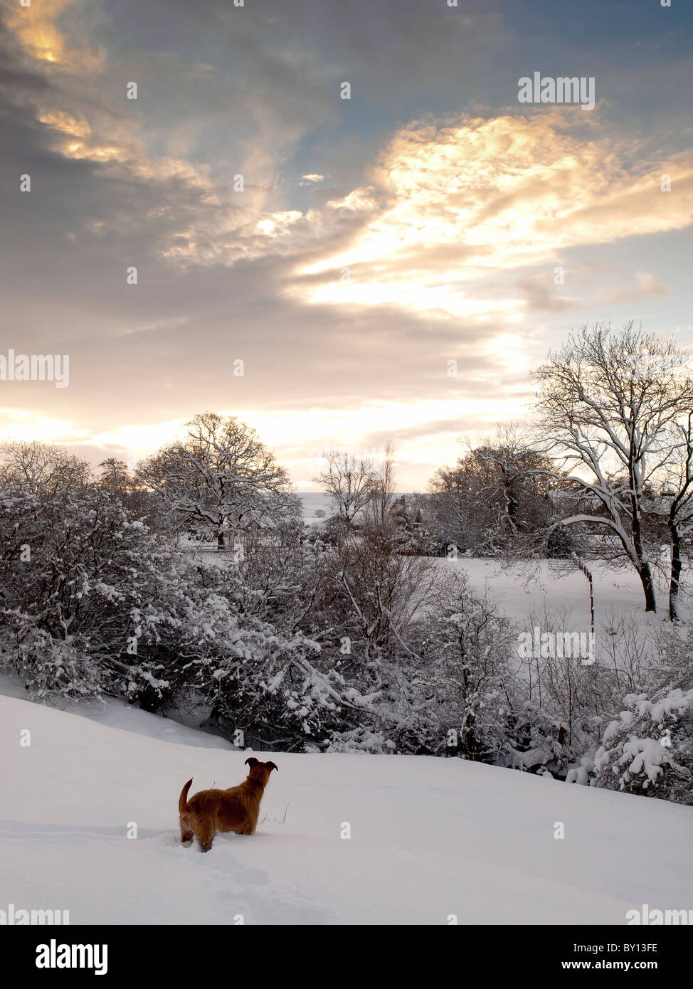 Incrocio Terrier cane nella neve spessa con pittoreschi sky, sul pendio a Goathland, North Yorkshire. Foto Stock