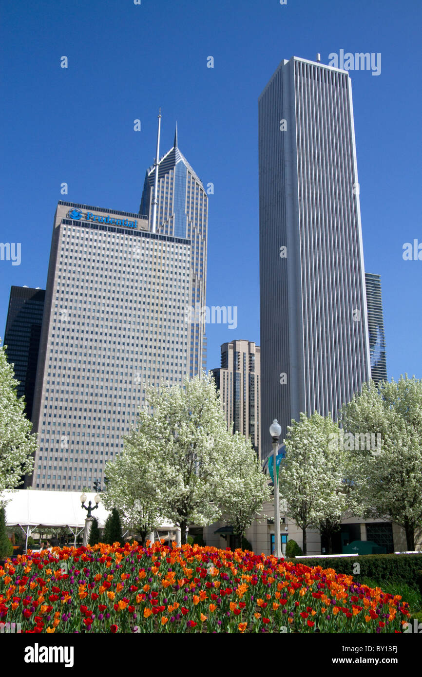I tulipani in fiore al Millennium Park di Chicago, Illinois, Stati Uniti d'America. Foto Stock