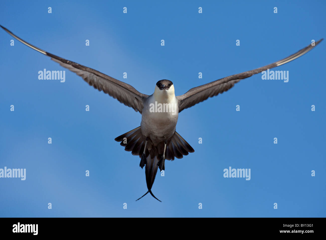 Long-tailed skua (Stercorarius longicaudus), uccello adulto in volo, Svezia Foto Stock