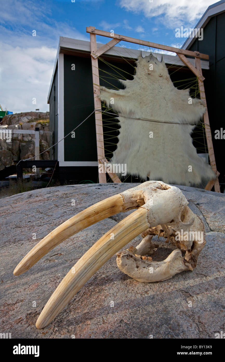 Orso polare (Ursus / Thalarctos maritimus) pelle tesa su telaio e trichechi (Odobenus rosmarus) cranio e zanne in Groenlandia Foto Stock