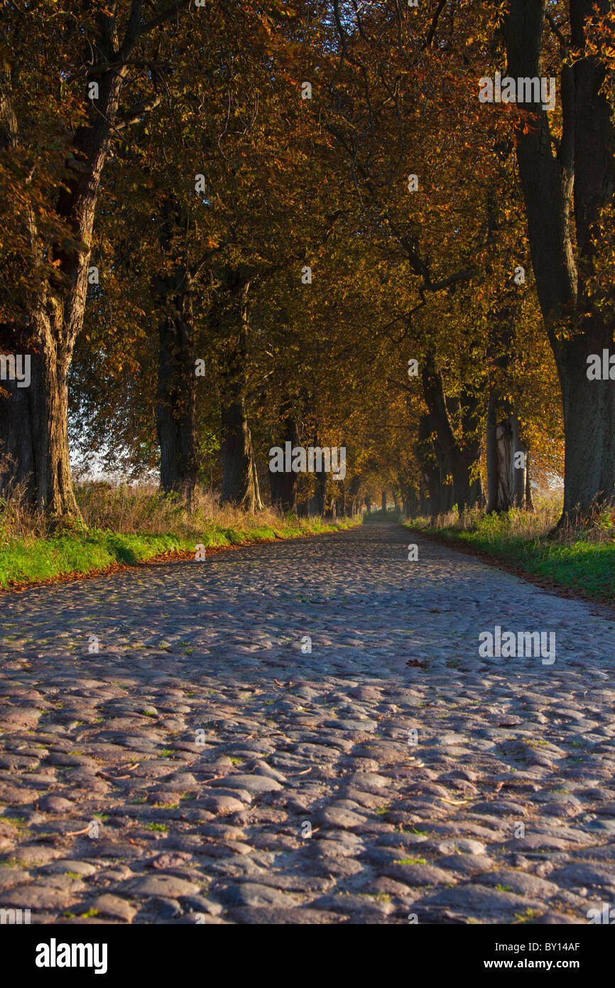 Strada di ciottoli rivestiti con ippocastano (Aesculus hippocastanum) alberi in autunno, Germania Foto Stock