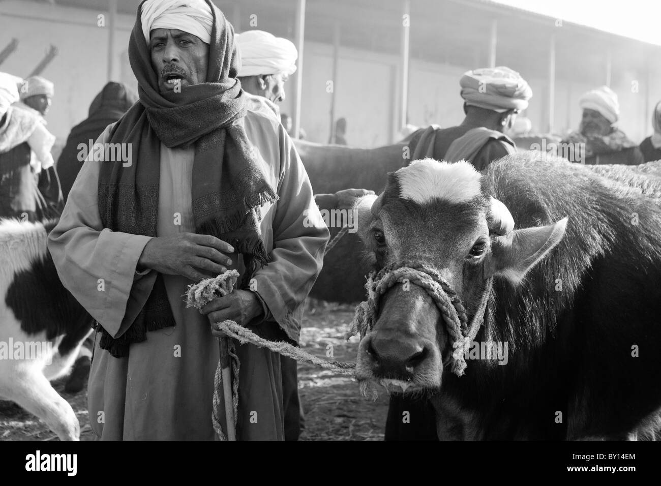 Immagine in bianco e nero di uomini al mercato di cammelli nei pressi di Luxor, Egitto Foto Stock