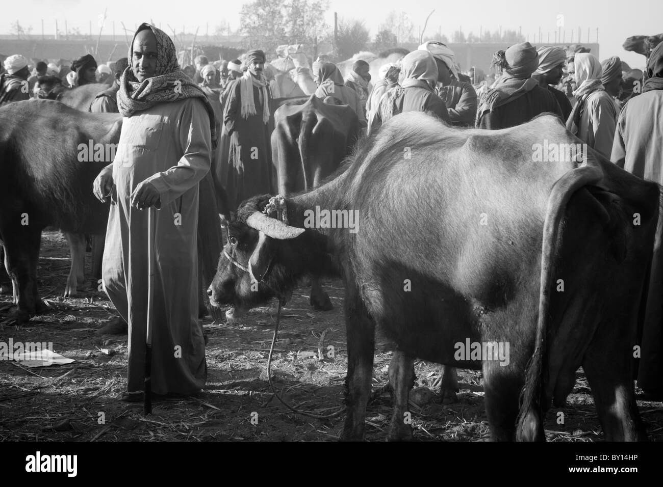 Immagine in bianco e nero di uomini al mercato di cammelli nei pressi di Luxor, Egitto Foto Stock