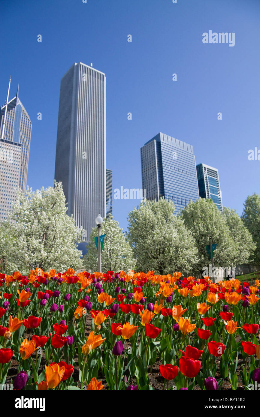 I tulipani in fiore al Millennium Park di Chicago, Illinois, Stati Uniti d'America. Foto Stock