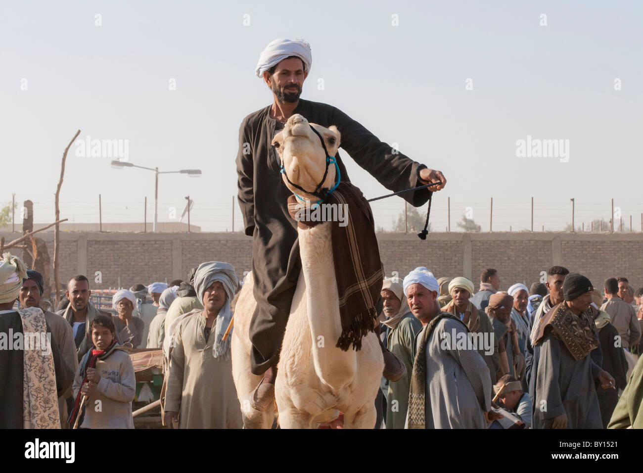 Driver del cammello con il camel in vendita presso il bestiame e mercato di cammelli nei pressi di Luxor, Egitto Foto Stock