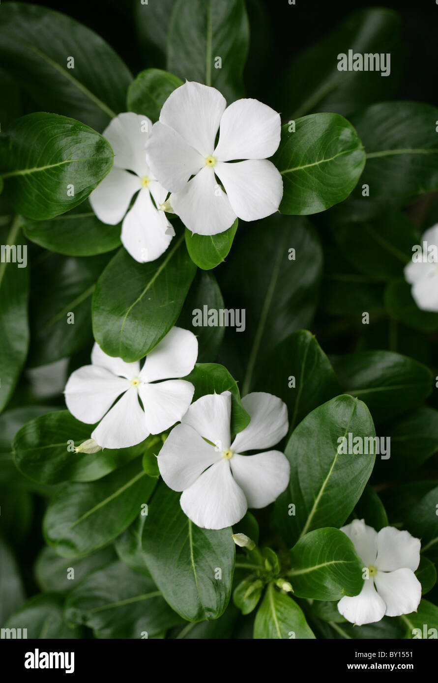 Madagascar pervinca, Catharanthus roseus 'Albus' Apocynaceae, Madagascar, Africa. Aka Cape Pervinca. Foto Stock