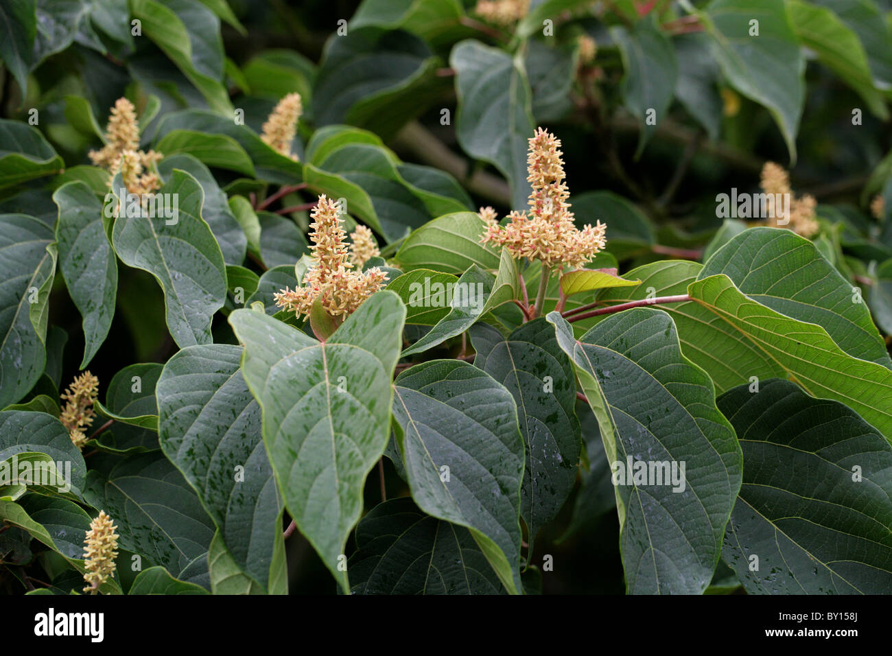 Involucro alimentare impianto, Giapponese Mallotus, Mallotus japonicus, Euphorbiaceae, Giappone, Taiwan, S. La Cina a moderato E. in Asia. Foto Stock