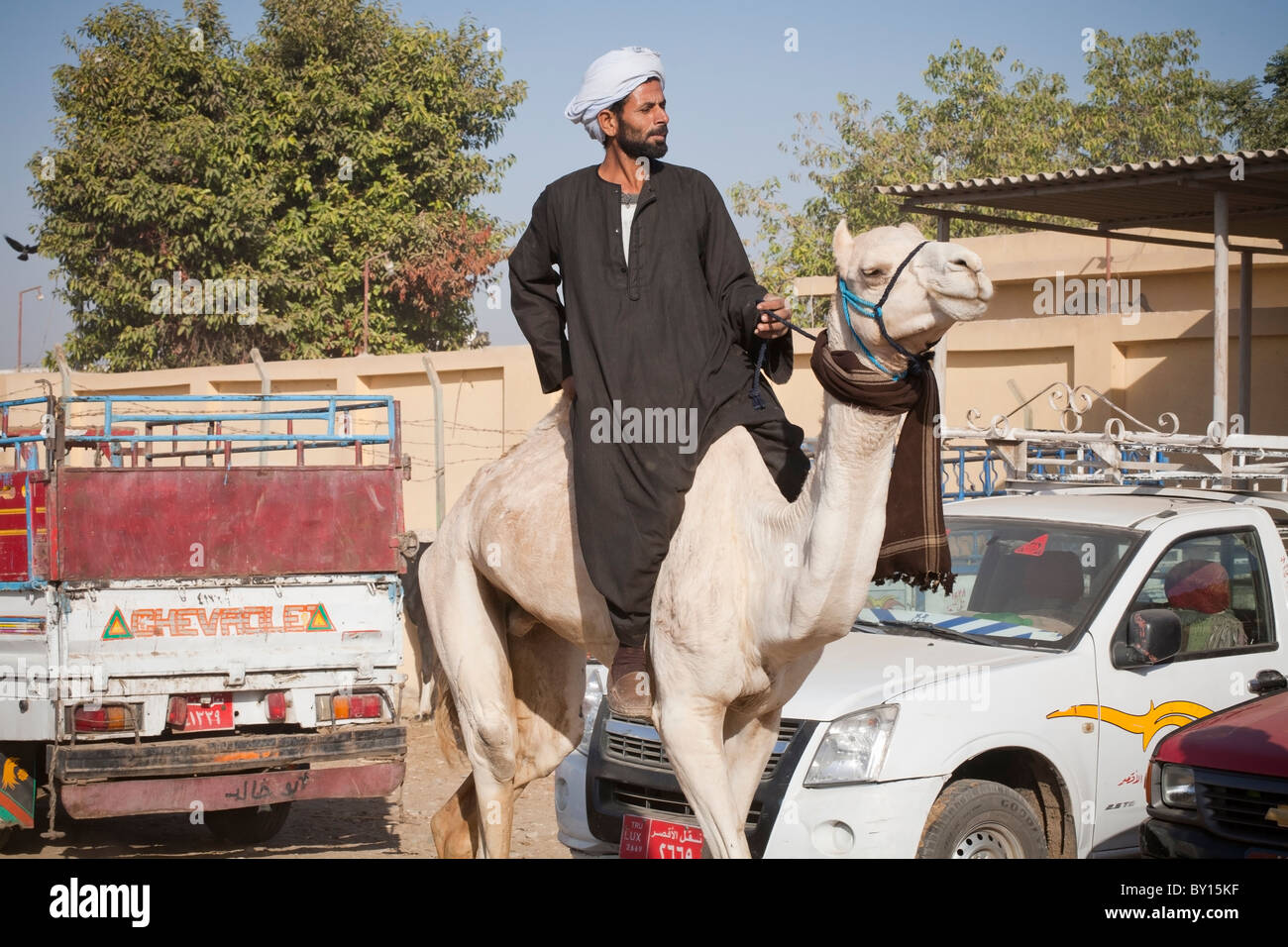 Driver del cammello con il suo cammello in vendita presso il bestiame e mercato di cammelli nei pressi di Luxor, Egitto Foto Stock