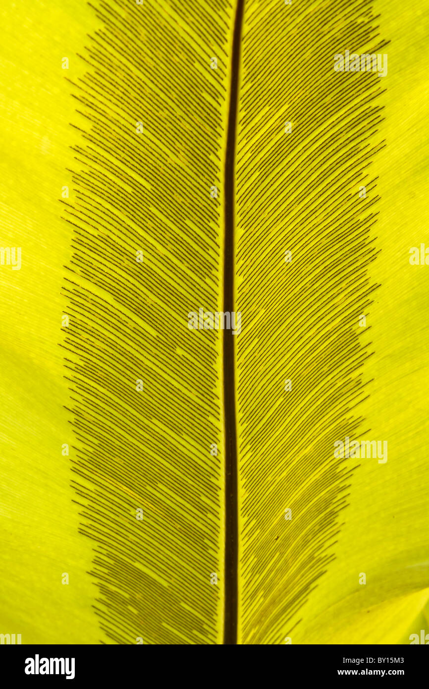 Close-up di un gigante di foglia di felce con striature visibili Foto Stock
