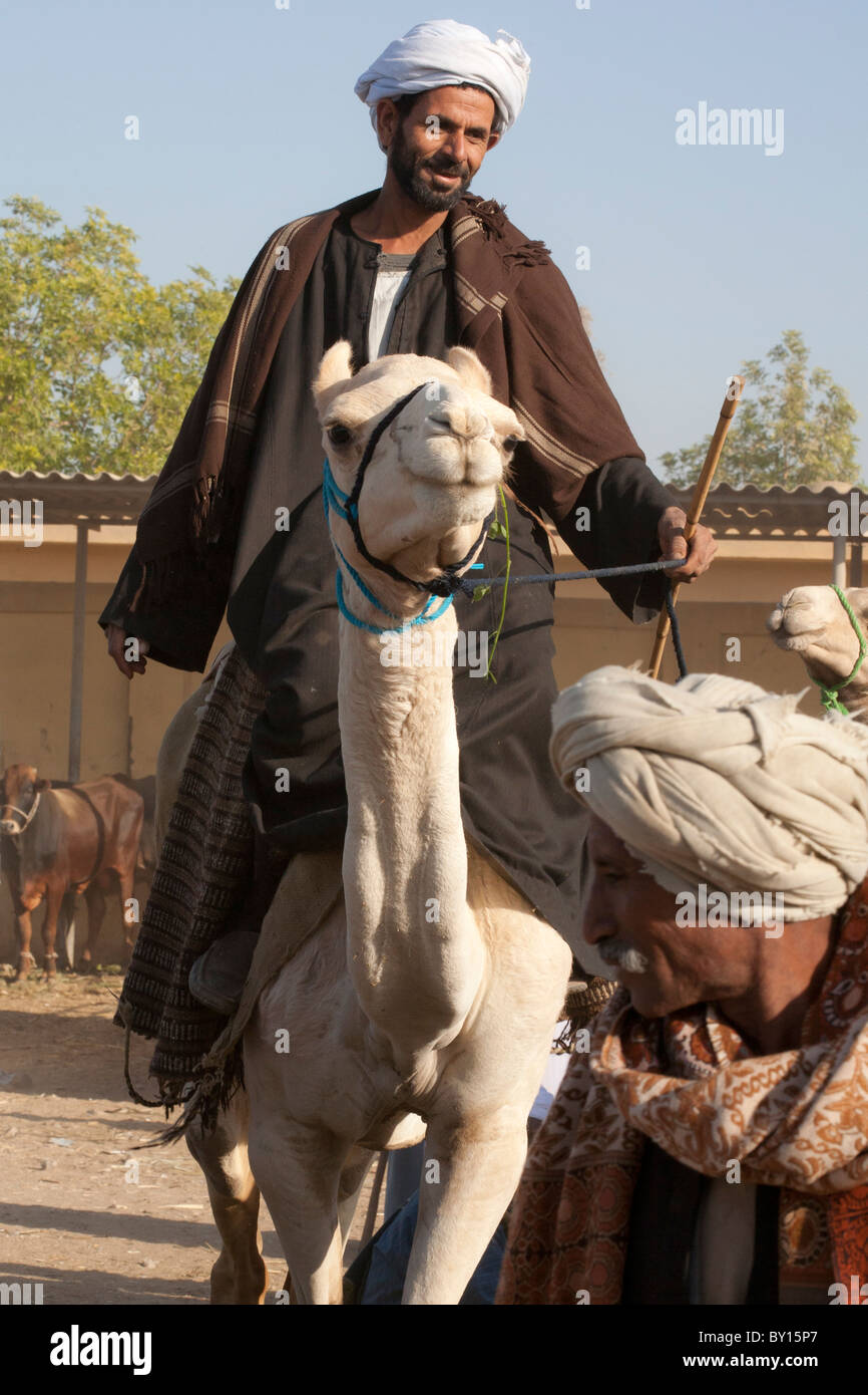 Driver del cammello tenendo cammello attraverso i suoi passi in vendita presso il bestiame e mercato di cammelli nei pressi di Luxor, Egitto Foto Stock