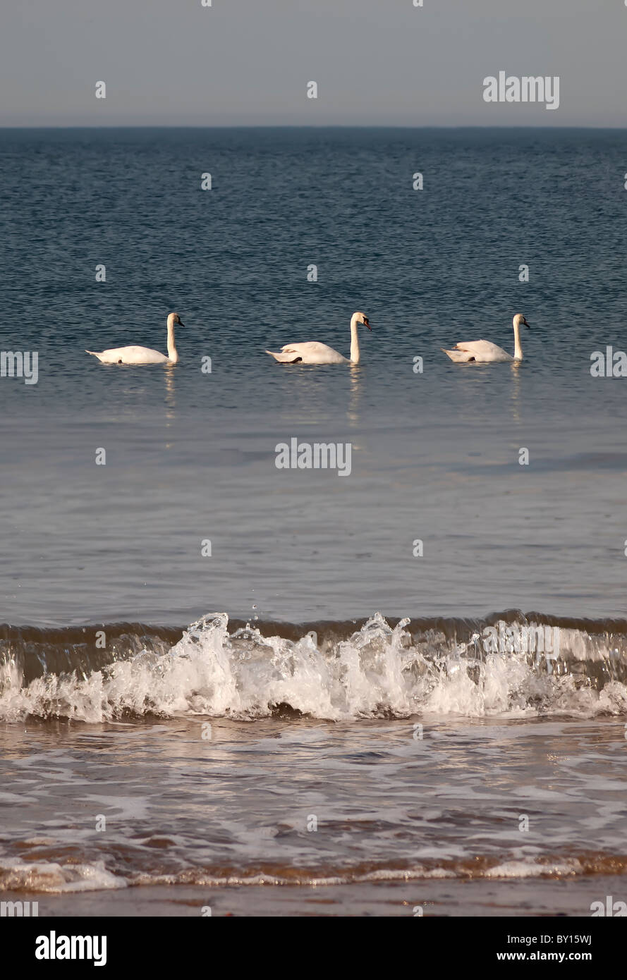 Sito insolito di tre Cigni sguazzare nel Mare del Nord a largo della costa vicino a Whitby. Foto Stock