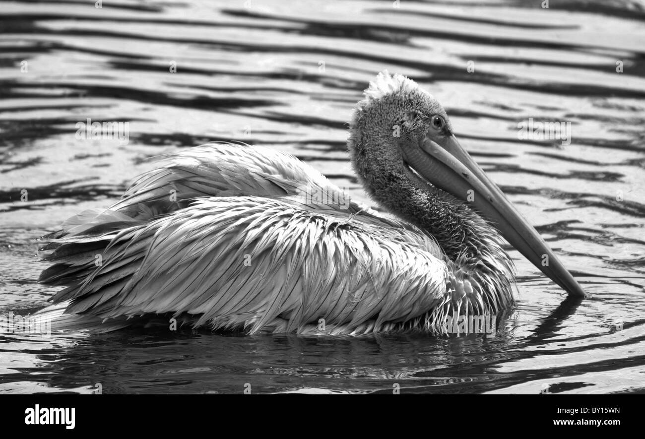 Pellicano Foto e Immagini Stock in Bianco e Nero - Alamy