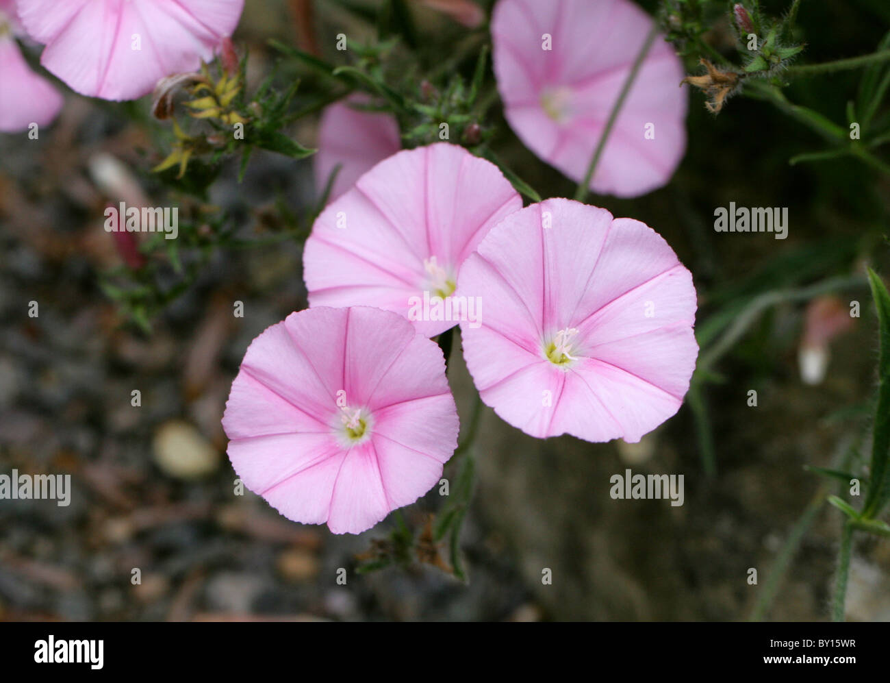 Rosa Convolvulus, Convolvulus cantabria, Convolvulaceae, Sud Est Europa e Asia occidentale. Foto Stock
