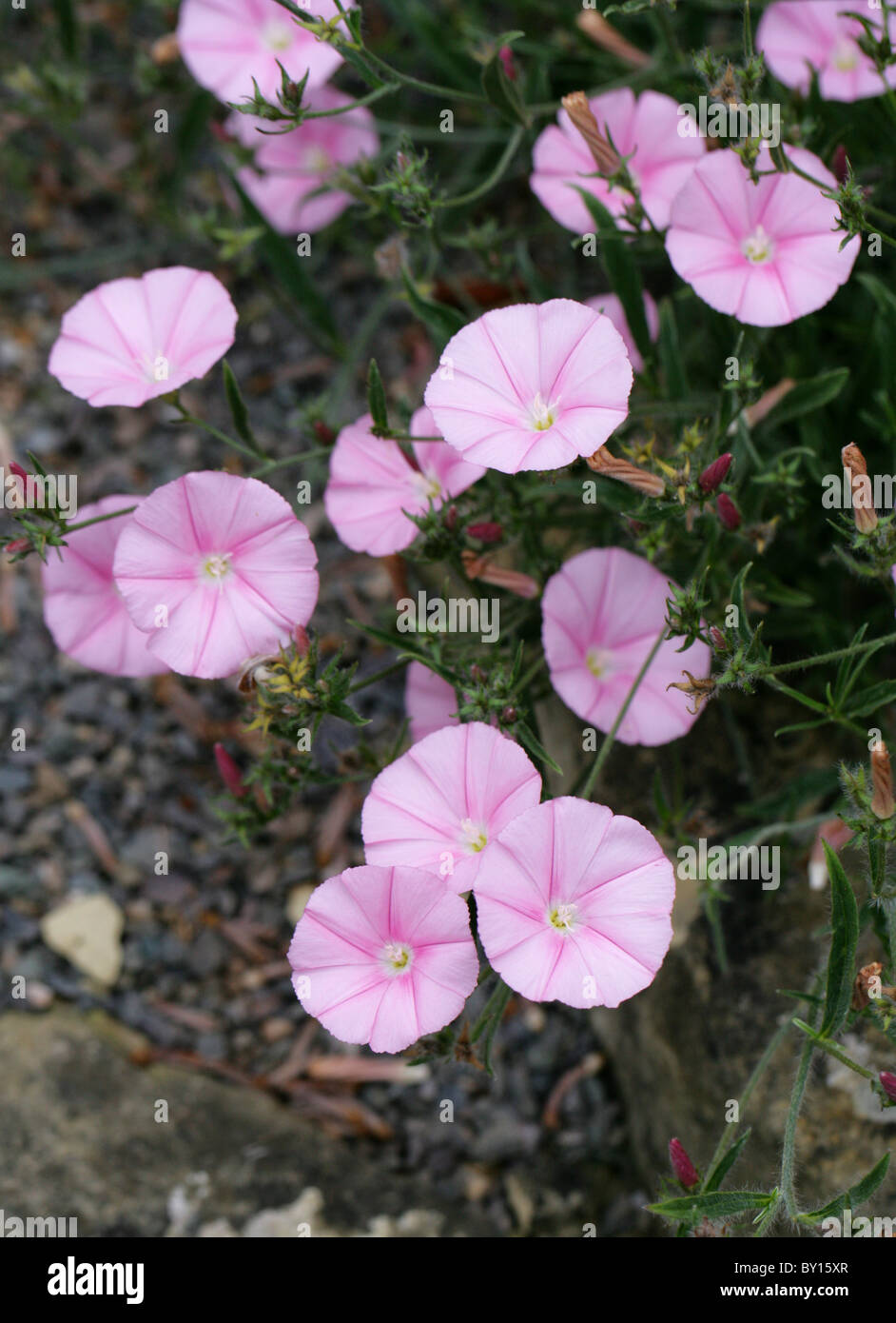 Rosa Convolvulus, Convolvulus cantabria, Convolvulaceae, Sud Est Europa e Asia occidentale. Foto Stock