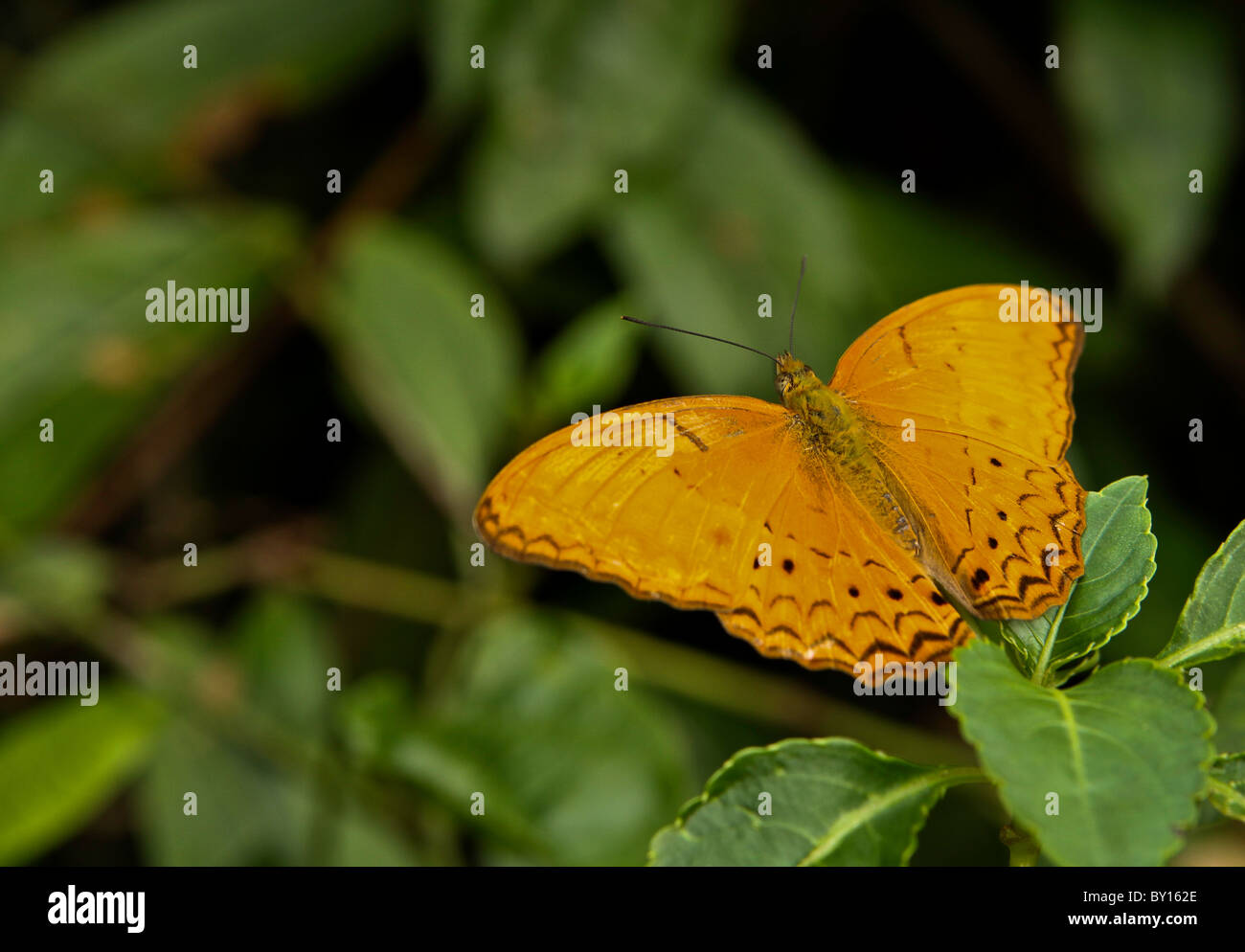 Farfalle in Kuala Lumpur parco butterfly Foto Stock