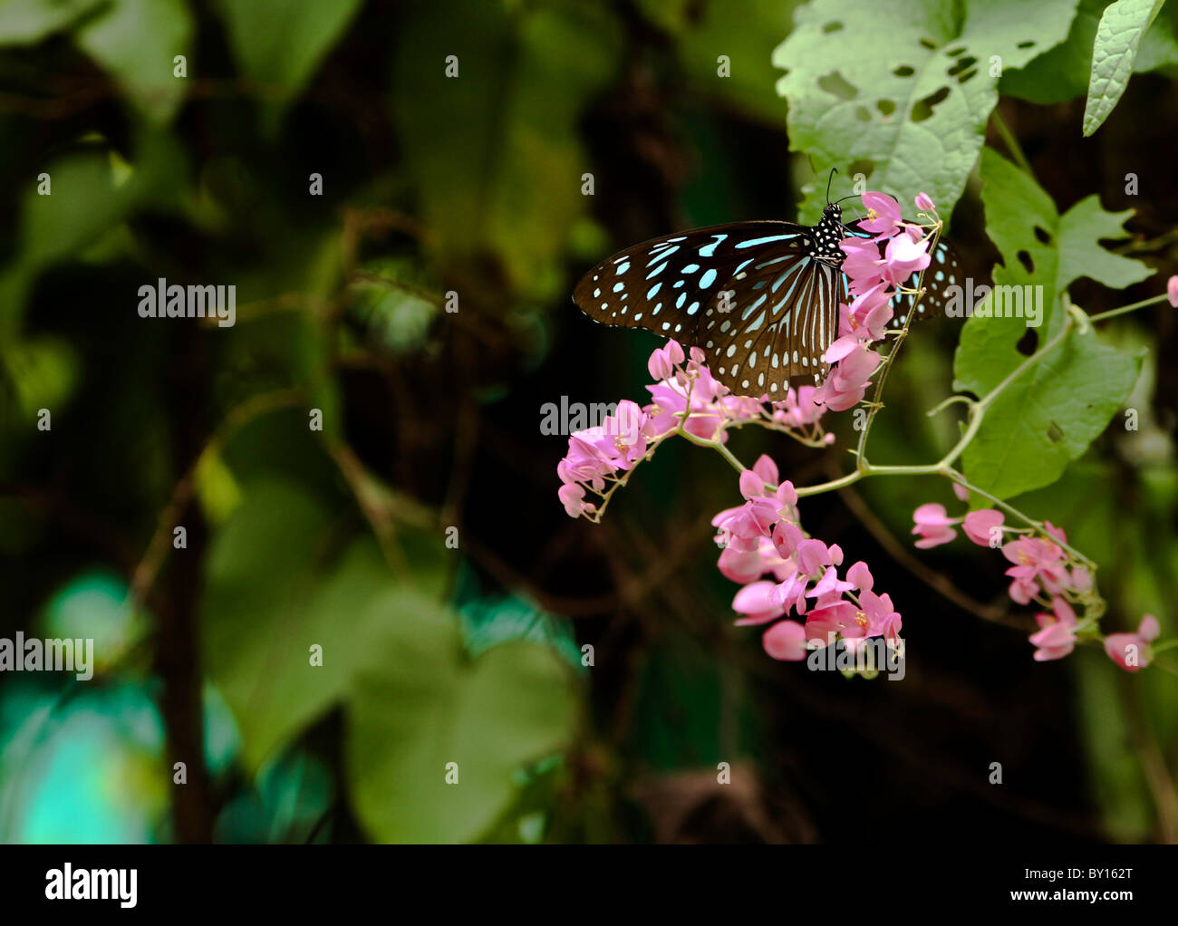 Farfalle in Kuala Lumpur parco butterfly Foto Stock