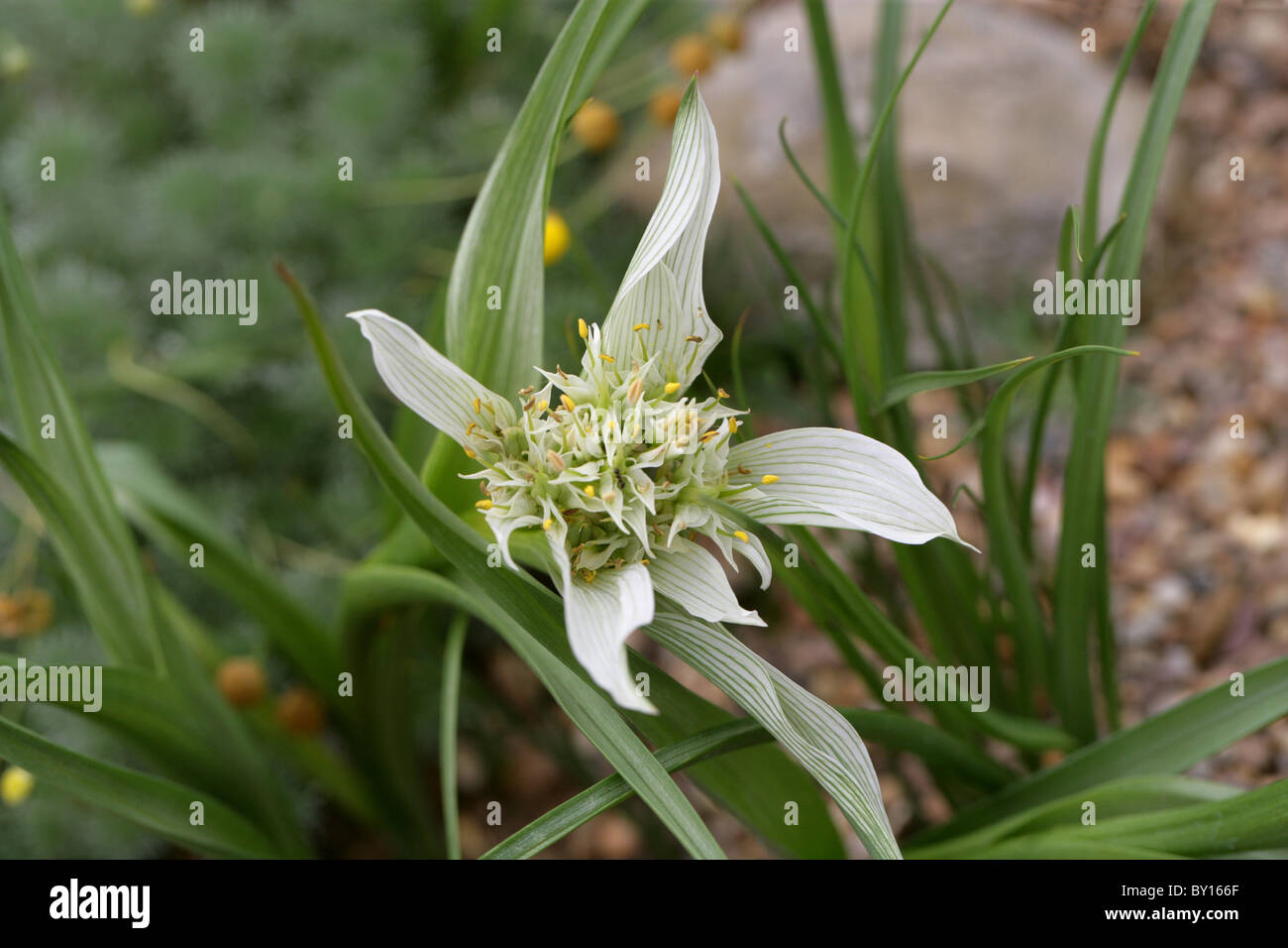 Pigiama Fiore, Androcymbium melanthioides, Colchicaceae, Sud Africa e Sud Africa Orientale. Foto Stock
