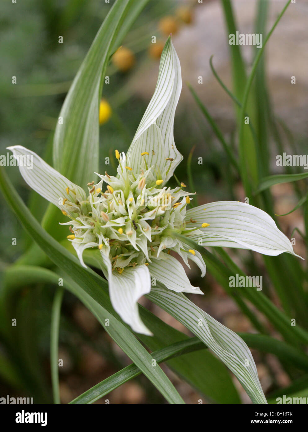 Pigiama Fiore, Androcymbium melanthioides, Colchicaceae, Sud Africa e Sud Africa Orientale. Foto Stock