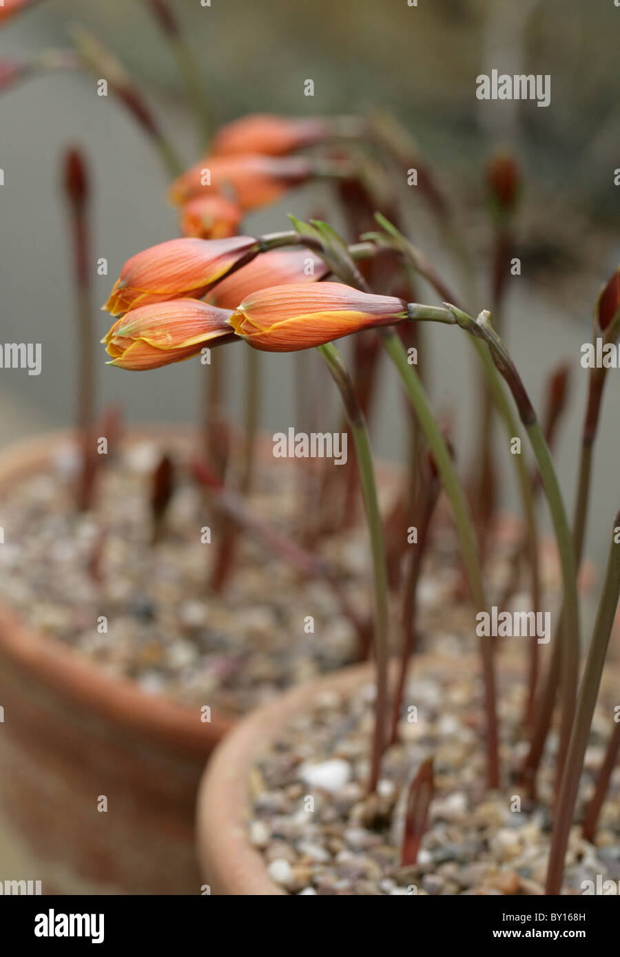 Fata Lily, pioggia Lily o Zephyr Lily, Zephyranthes verecunda, Amaryllidaceae, Messico Foto Stock