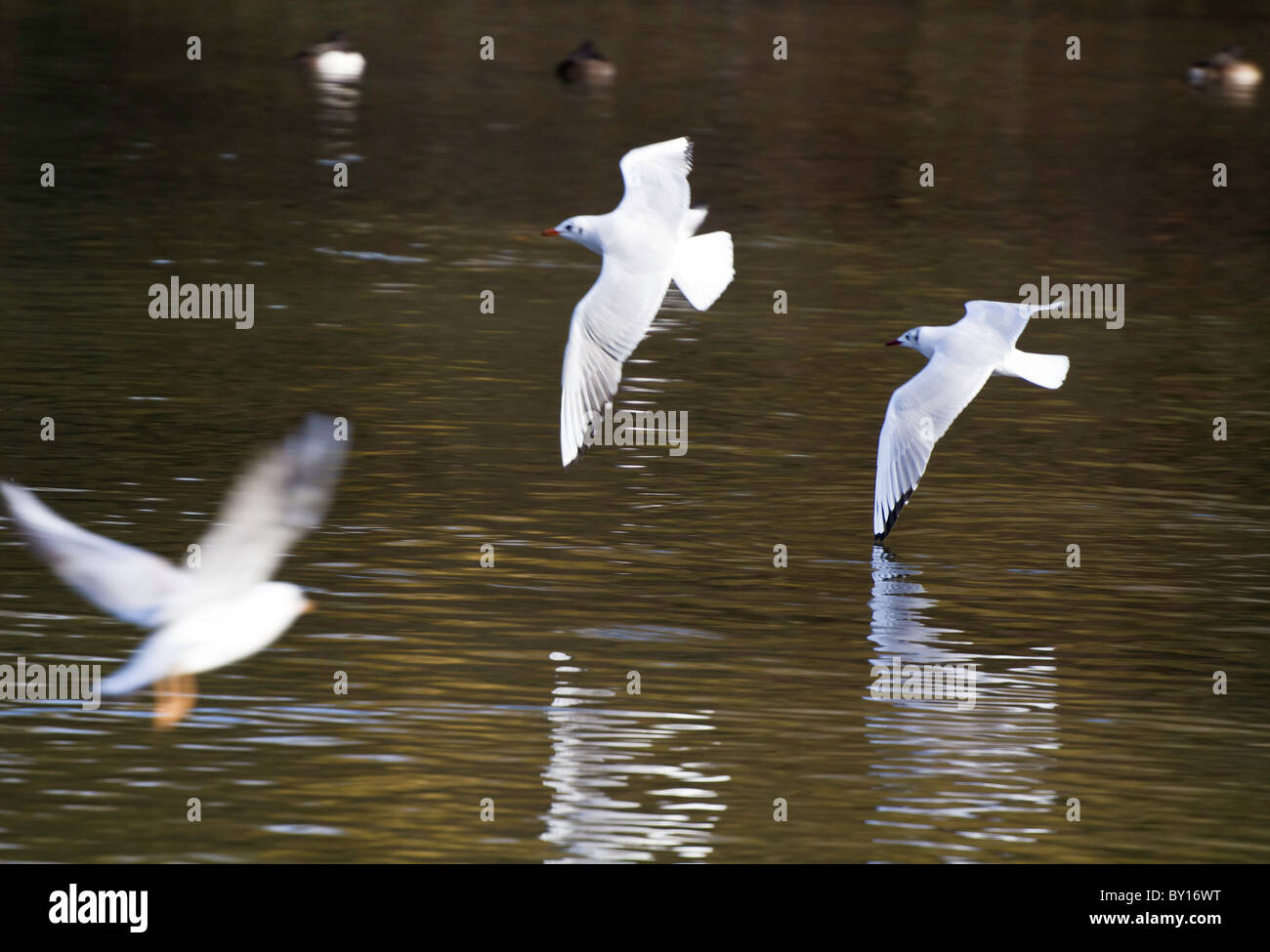 Gabbiani facendo qualche volo bassa su un lago, wingtip toccando l'acqua Foto Stock