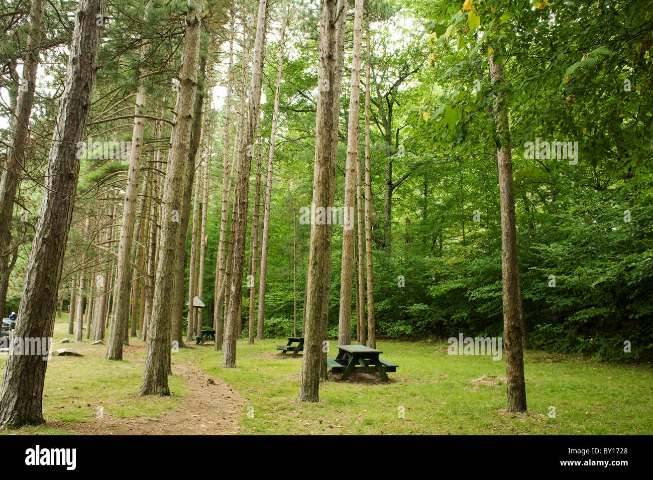 L'ingresso al Monumento Montagna in Great Barrington, Massachusetts è un invitante radura di alberi fiduciari del Foto Stock