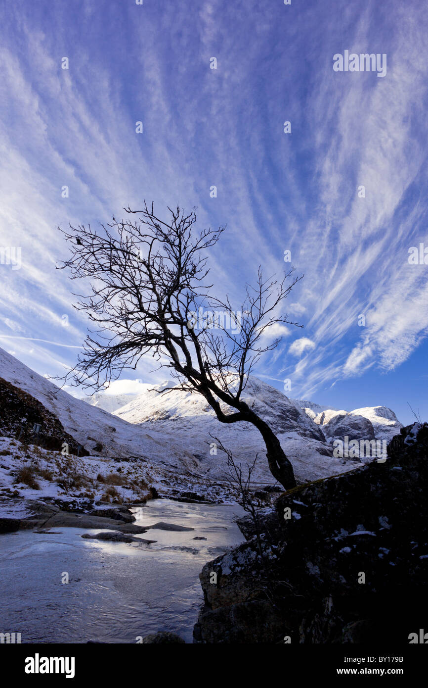 Silhouette di Lone Tree contro un cielo blu, Glencoe, Highlands scozzesi Foto Stock