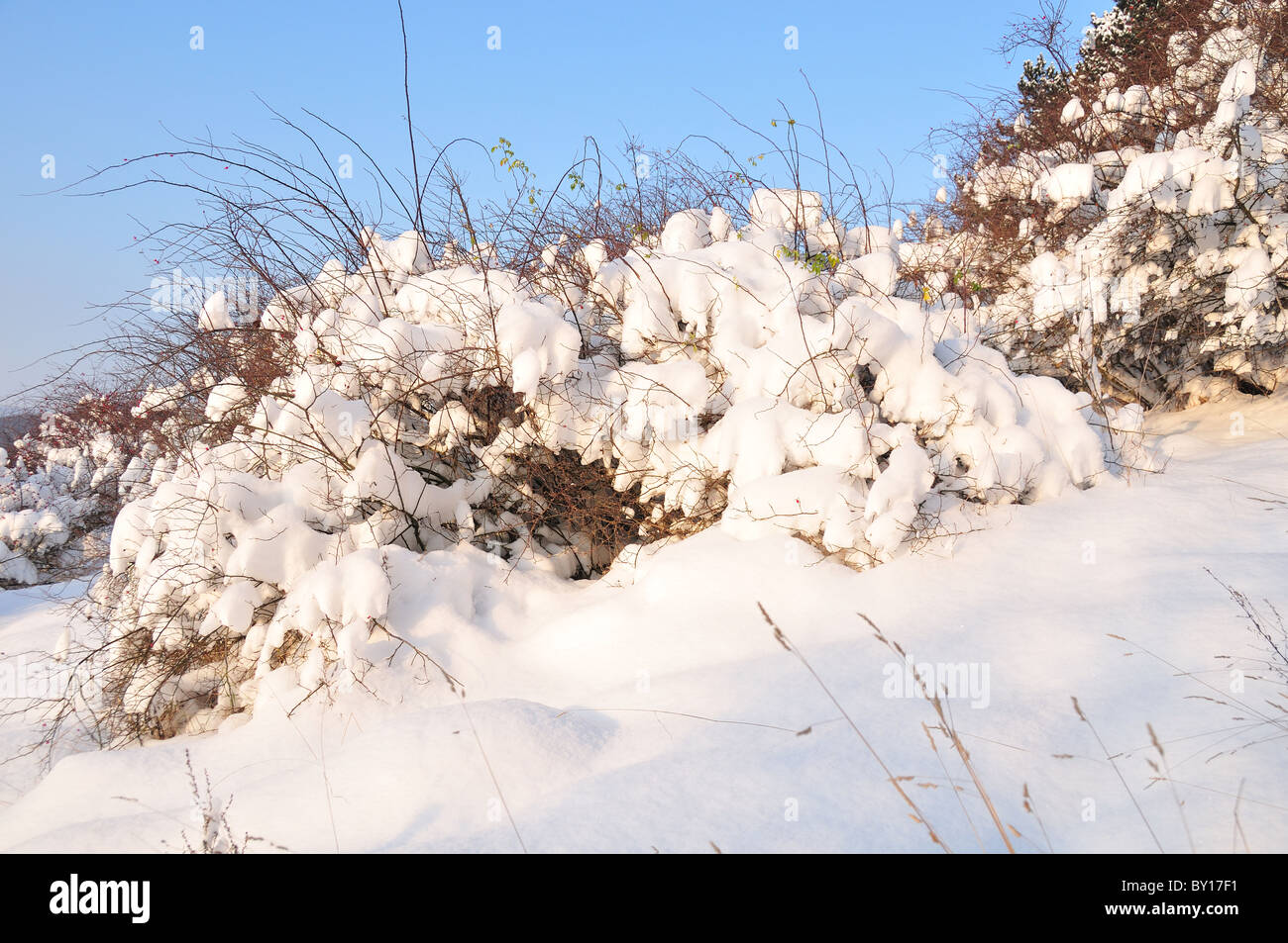 Boccole coperti in fresco di neve profonda Foto Stock