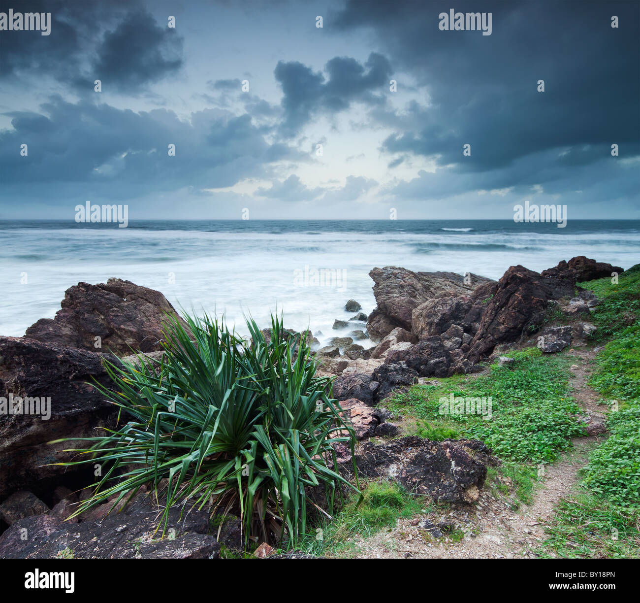 Australian seascape in serata con pianta nativa in primo piano Foto Stock