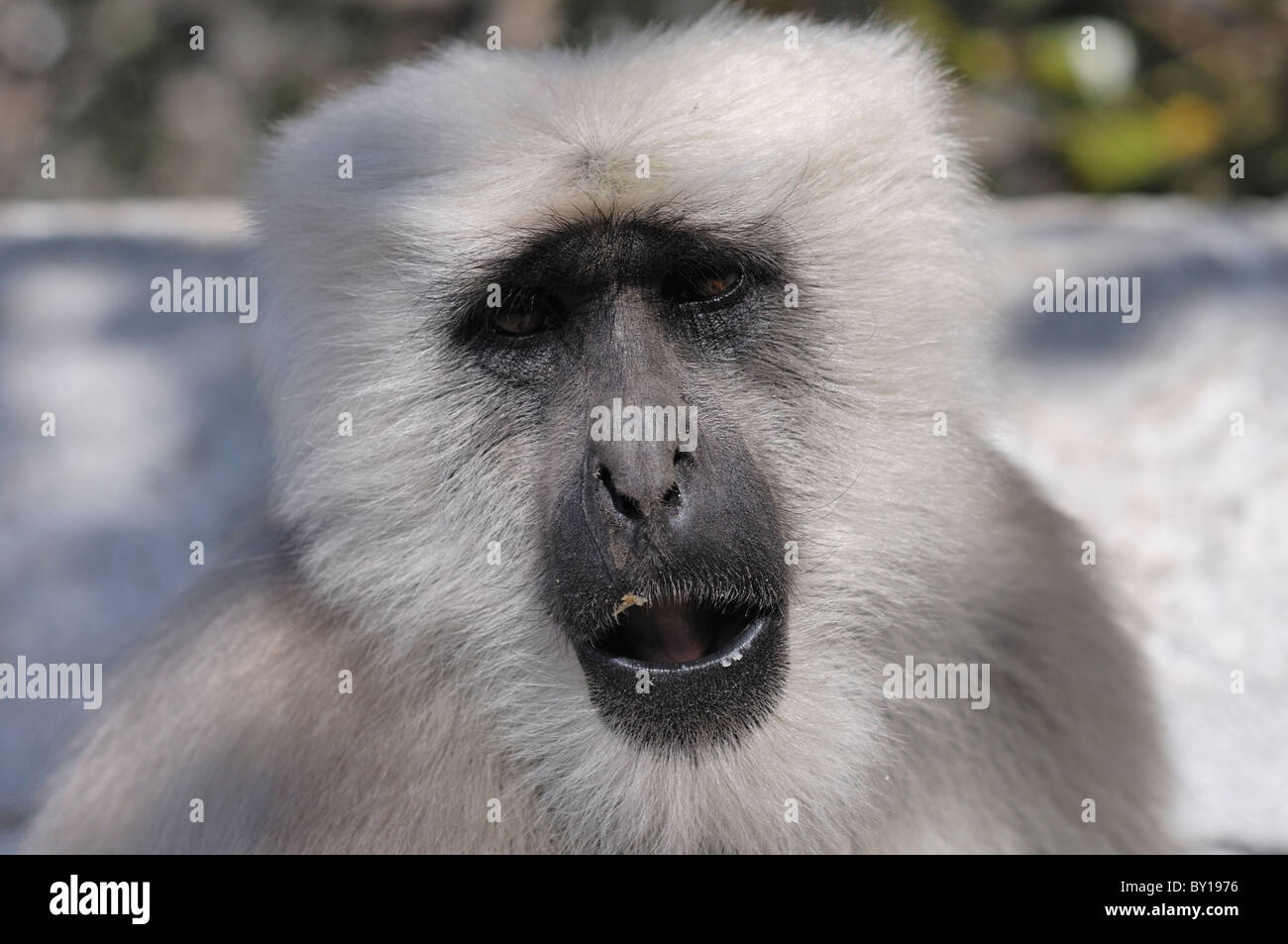 Grigio di una scimmia Langur in Asia. Foto Stock