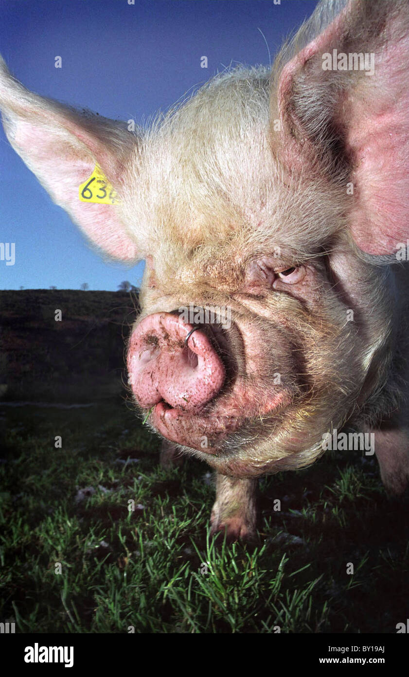 Un maiale Middlewhite in una fattoria Monmouthsire, Wales, Regno Unito. Foto Stock
