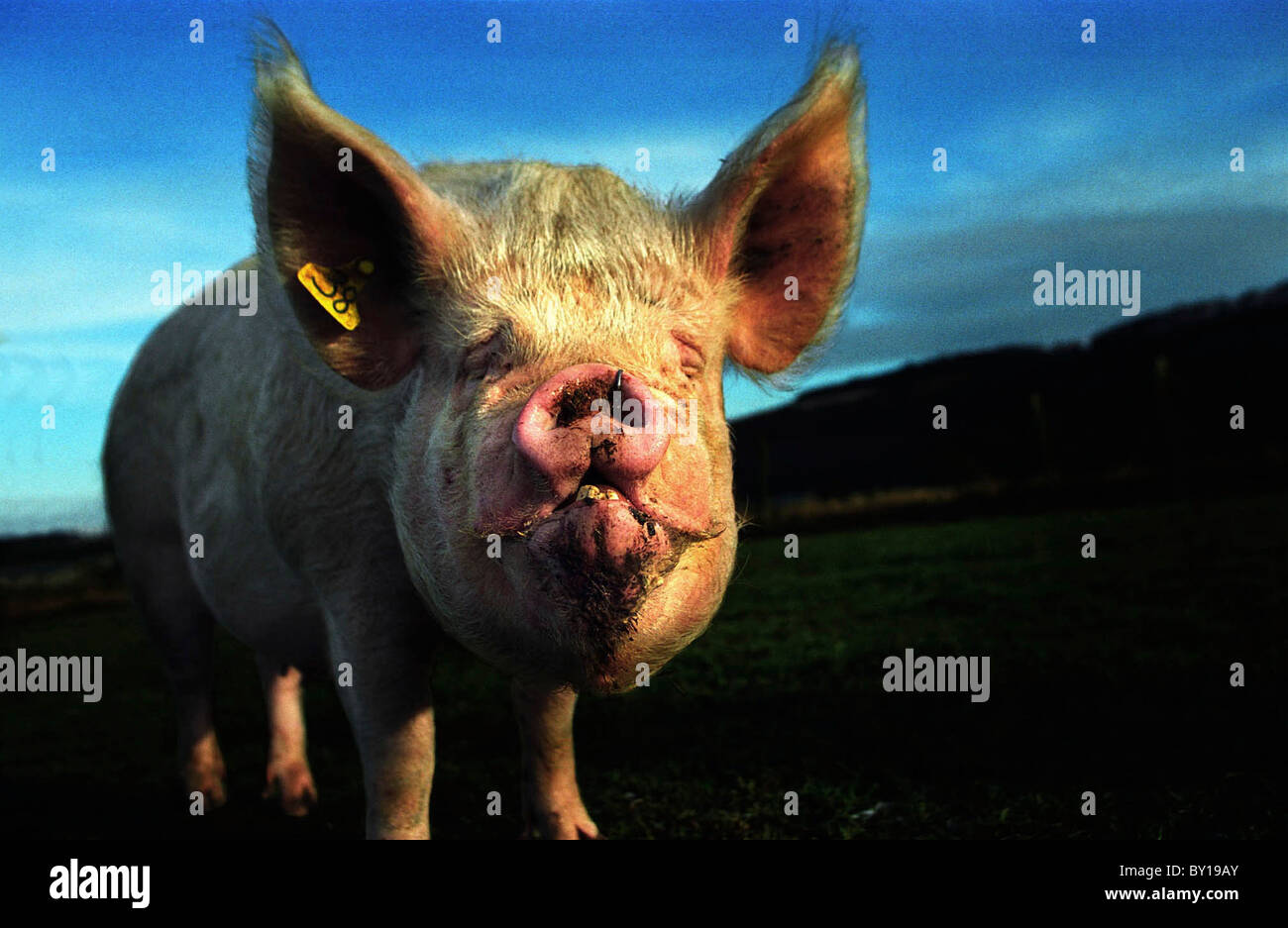 Un maiale Middlewhite in una fattoria Monmouthsire, Wales, Regno Unito. Foto Stock