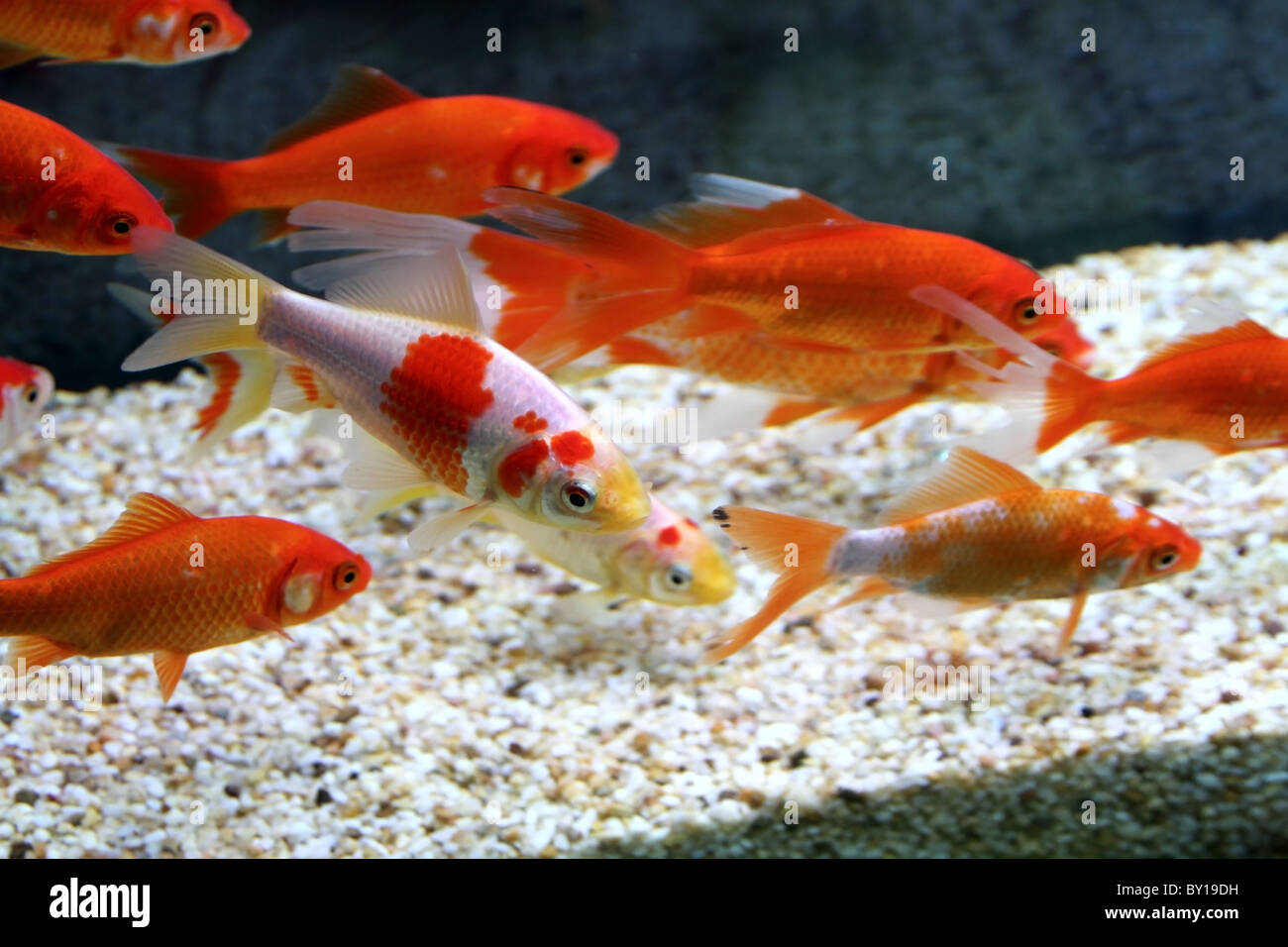 Grande colorato carpe Koi in un acquario Foto stock - Alamy