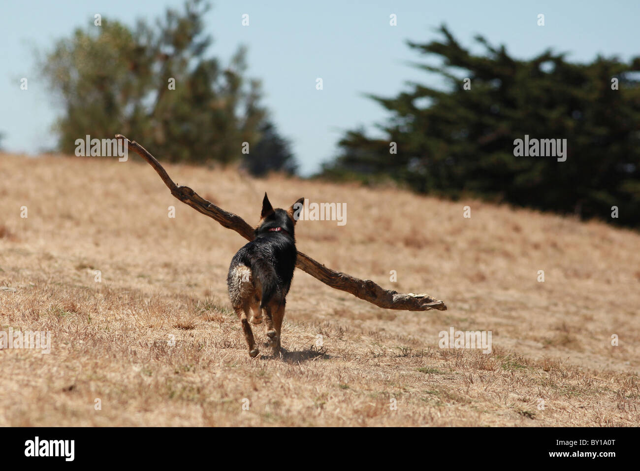 German Shepard cane portando un grosso bastone nella sua bocca e camminare su per una collina Foto Stock